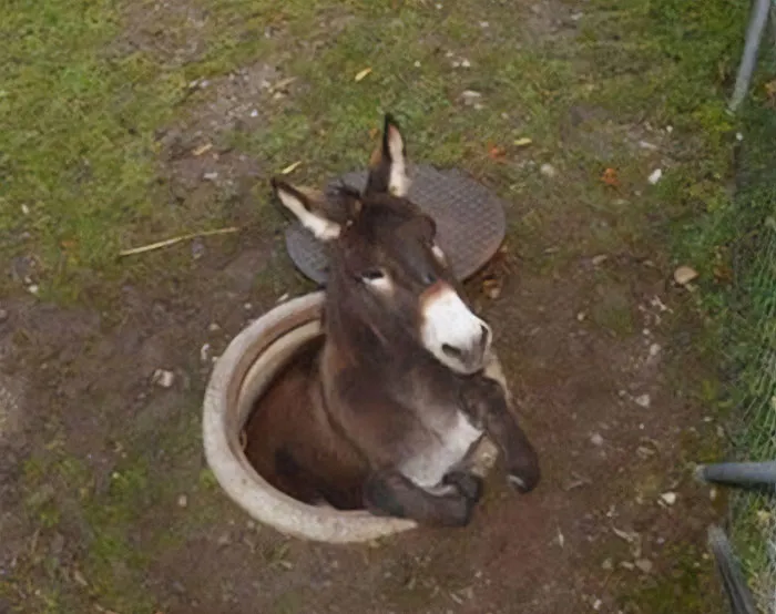 Goofy Donkey