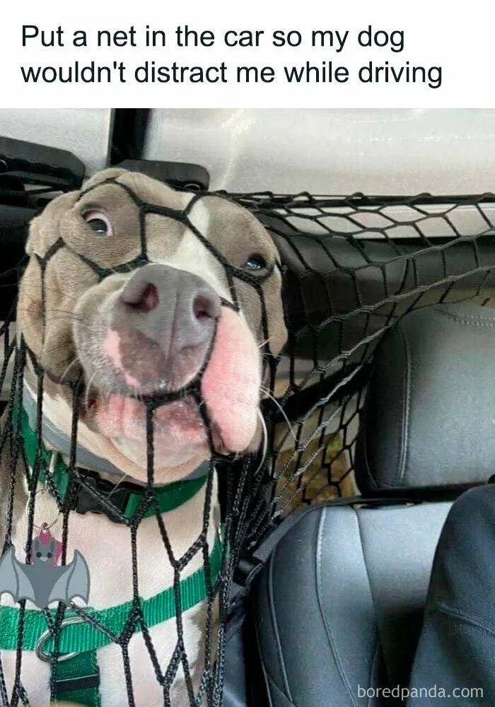Dog Catcher