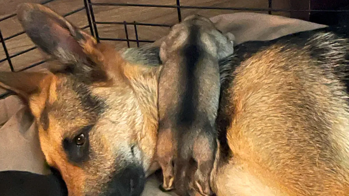 “What’s Wrong With Your Dog?”: 50 Hilariously Derpy Dogs That May Make Your Day (New Pics)