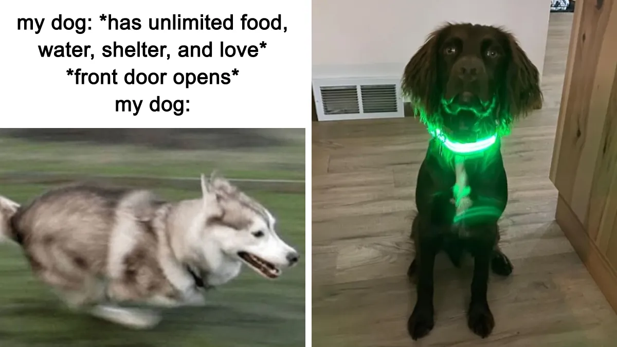 Turning Pet Struggles Into Success Stories With These 23 Game-Changing Products