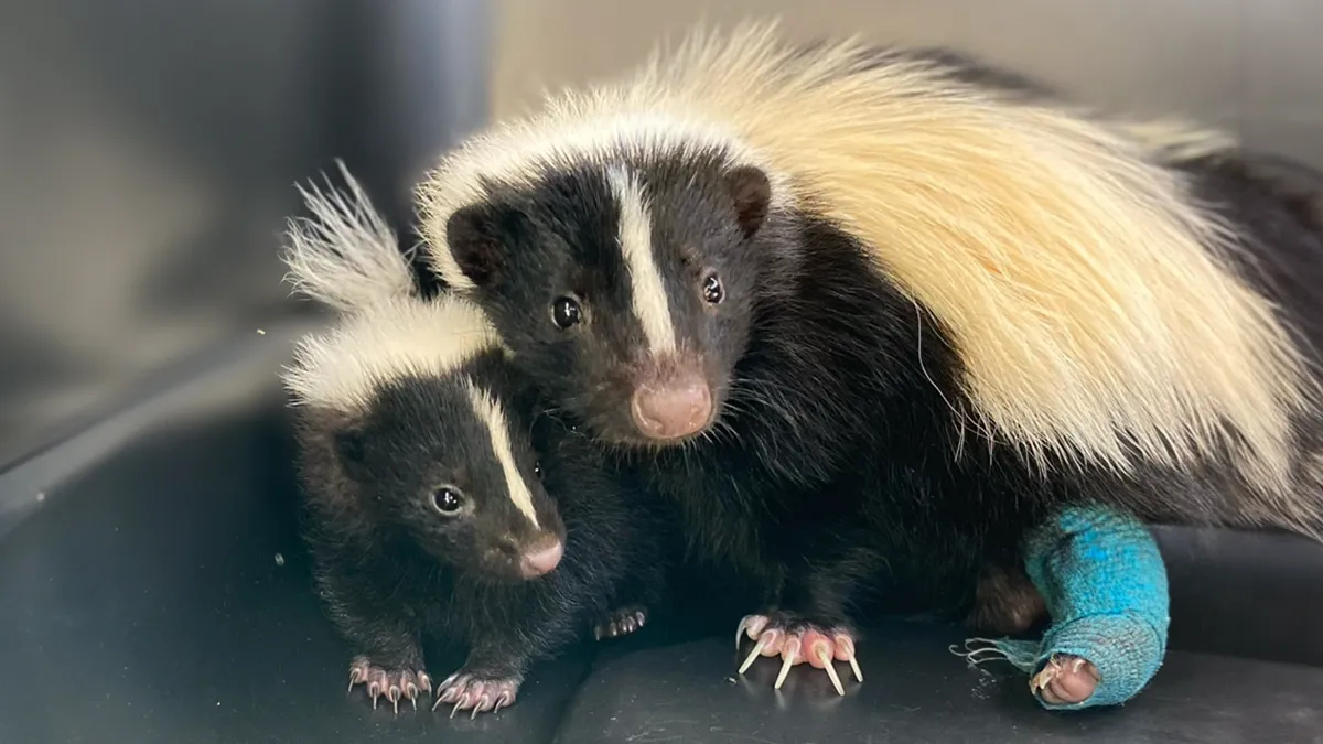 Injured Mama Skunk Ends Up Adopting An Orphan, The Next Day The Rescue Team Finds Her Babies