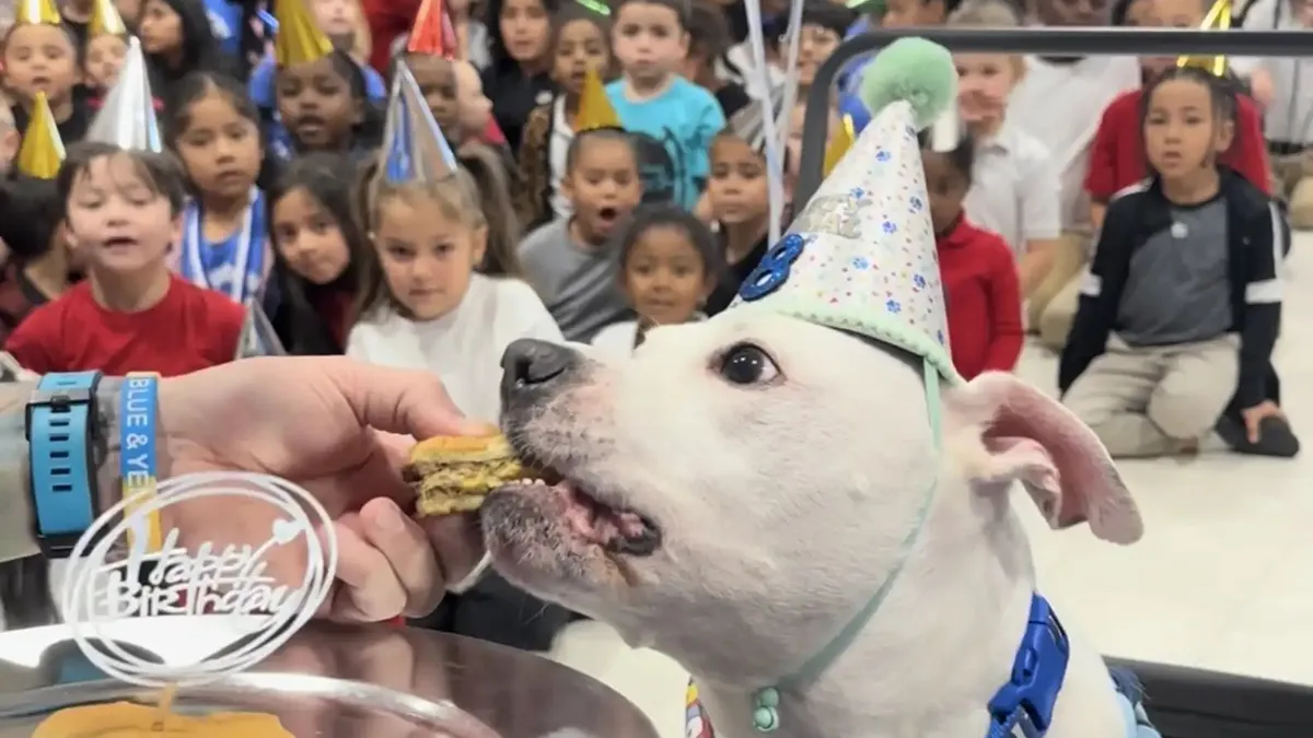 School Kids Learn Sign Language To Surprise Their Deaf Therapy Dog And People Can't Get Enough
