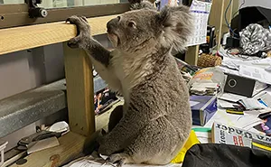 Man's New Unexpected Adorable Coworker Is Melting Hearts Online After Sneaking Into His Office