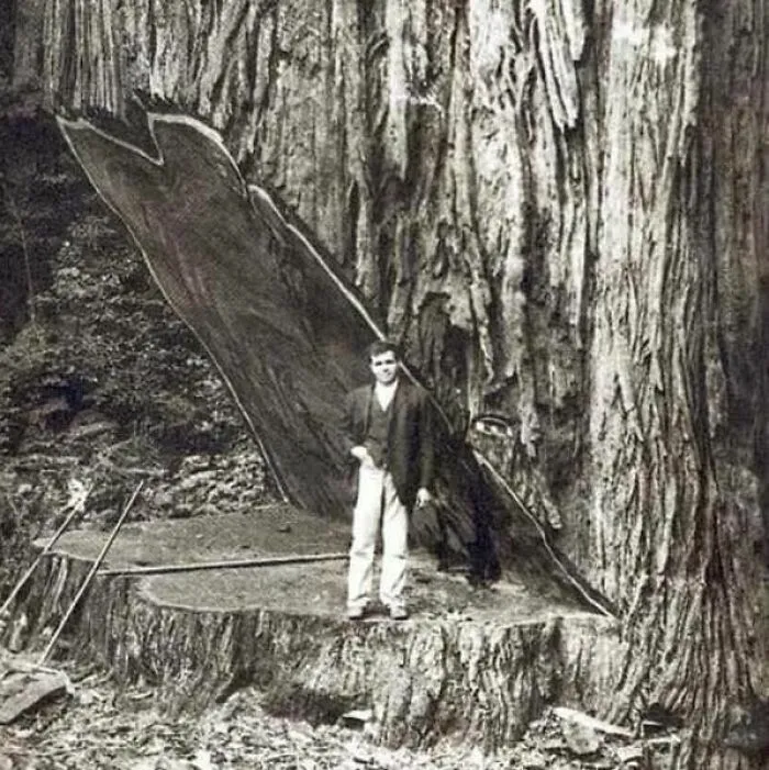 Se calcula que esta secuoya gigante tenía más de 2.600 años cuando fue talada en la década de 1890.