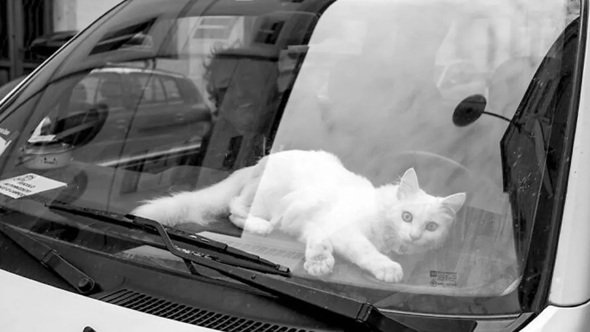 The Marvels Of Daily Life Captured In 49 Stunning Photos By Mary Crnkovic Pilas