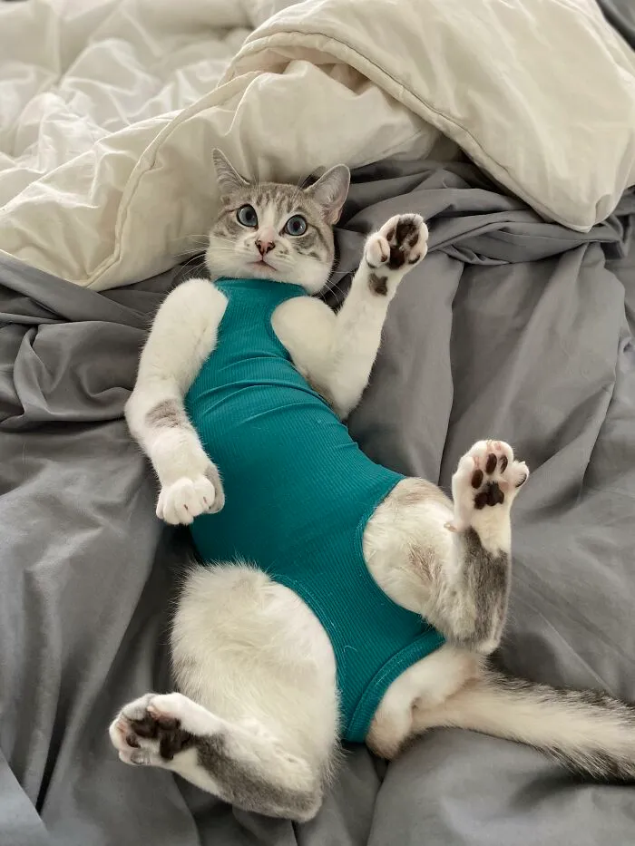 Can A Post-Surgery Belly Get Some Love?
