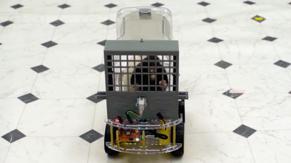 Rats Who Were Taught To Drive Enjoy Going For Rides, Rev The Engine As Soon As They Get In