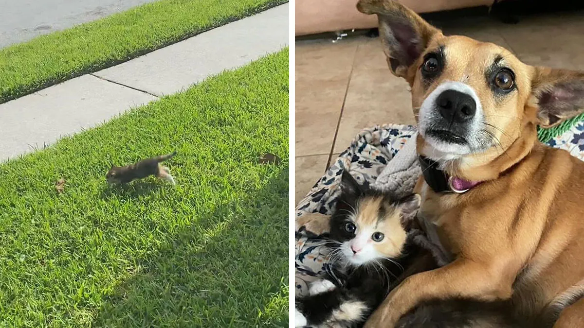 This Rescue Dog And A Stray Kitten Became Best Friends, Breaking Stereotypes Of Cats And Dogs
