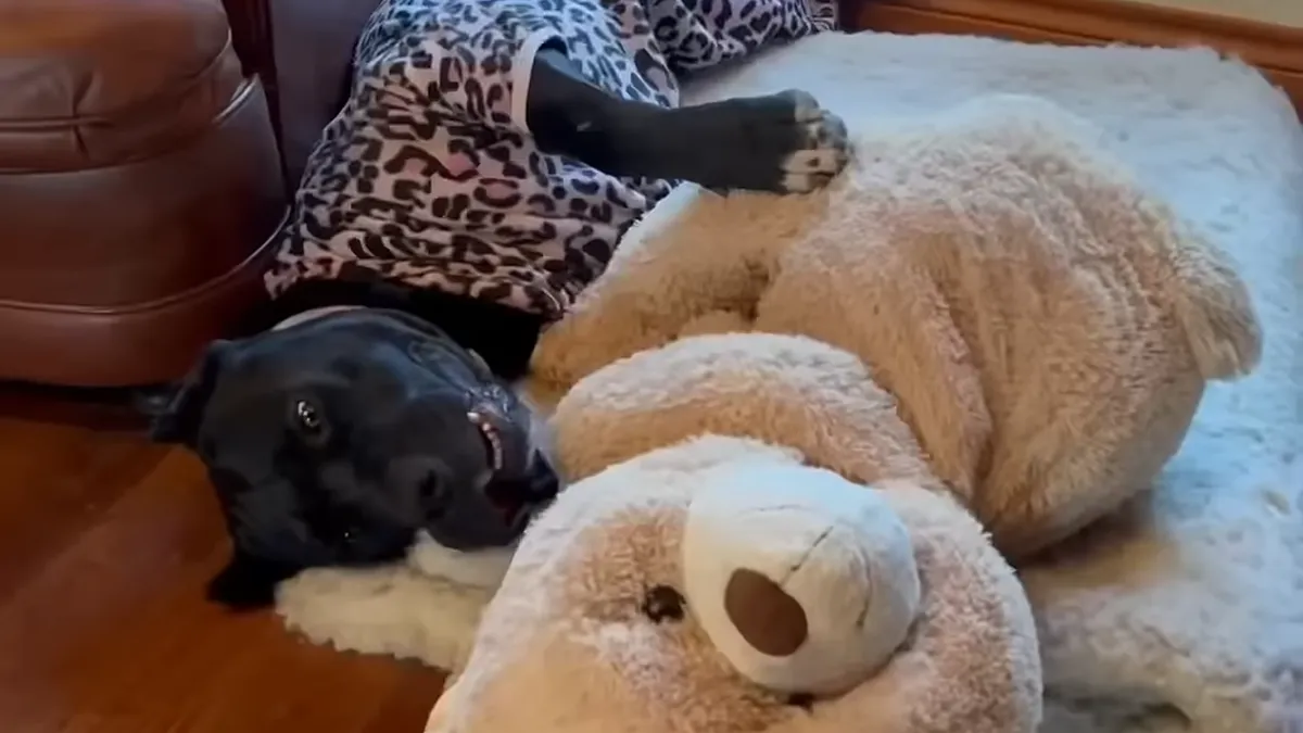 16 Dogs And Their Hilarious Habits That Remind Us Just How Silly These Adorable Creatures Are