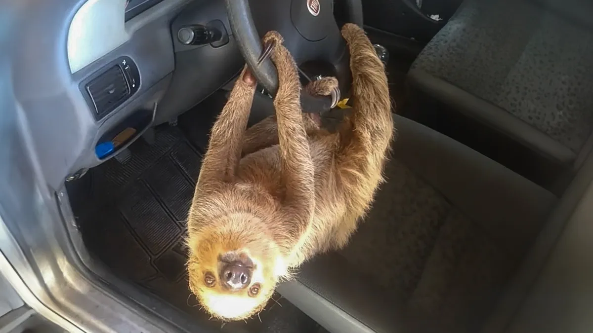 Man In Brazil Documented Hilariously Adorable Encounter With A Wild Sloth