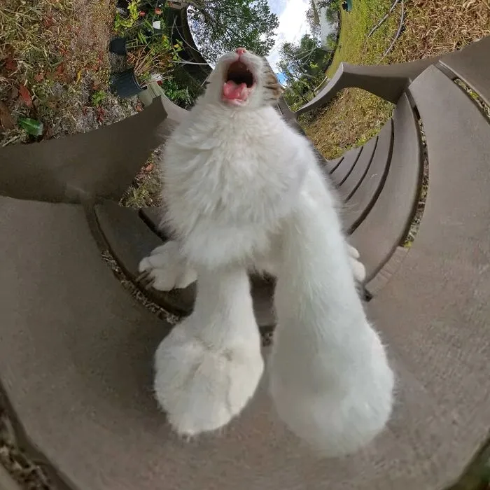 39 fotos graciosas de estos gatos que su dueño capturó con una cámara en 360º