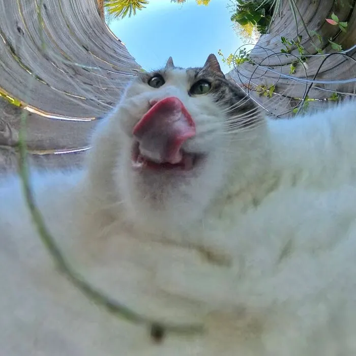 39 fotos graciosas de estos gatos que su dueño capturó con una cámara en 360º