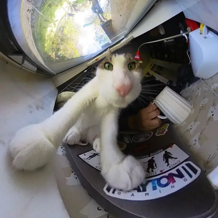 39 fotos graciosas de estos gatos que su dueño capturó con una cámara en 360º
