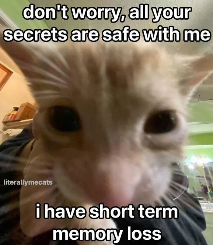 “Surviving On Caffeine And Rage”: 39 Funny Cat Memes That Are Instantly Relatable