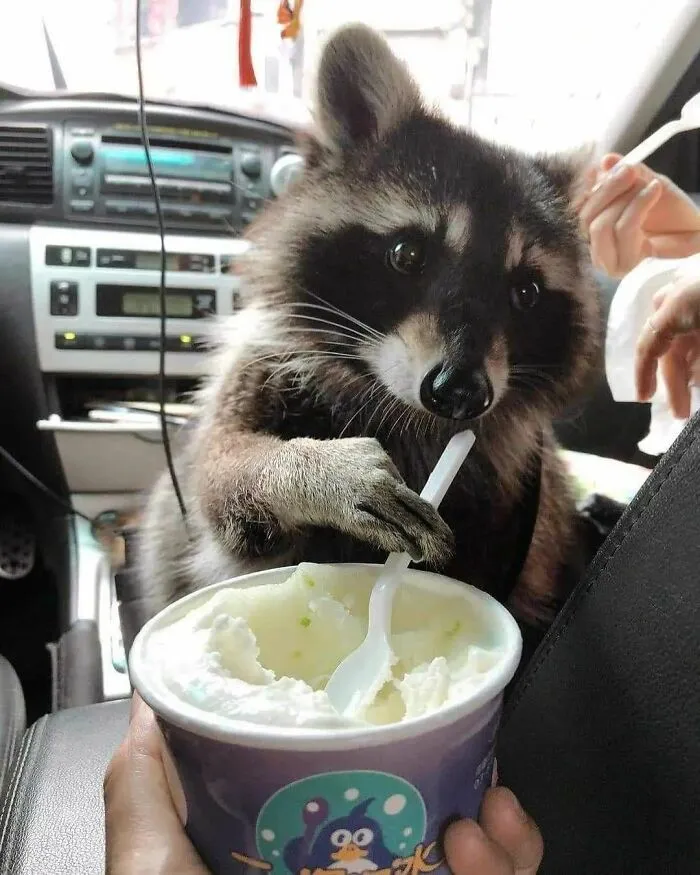 Folks Can’t Stop Giggling At These Random Pics Of Raccoons Enjoying Their Lives (35 Images)