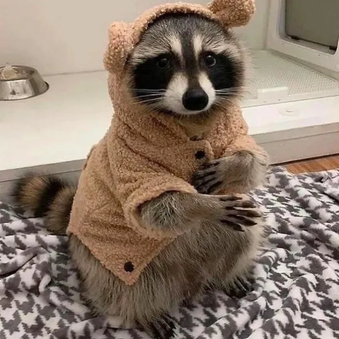 Folks Can’t Stop Giggling At These Random Pics Of Raccoons Enjoying Their Lives (35 Images)