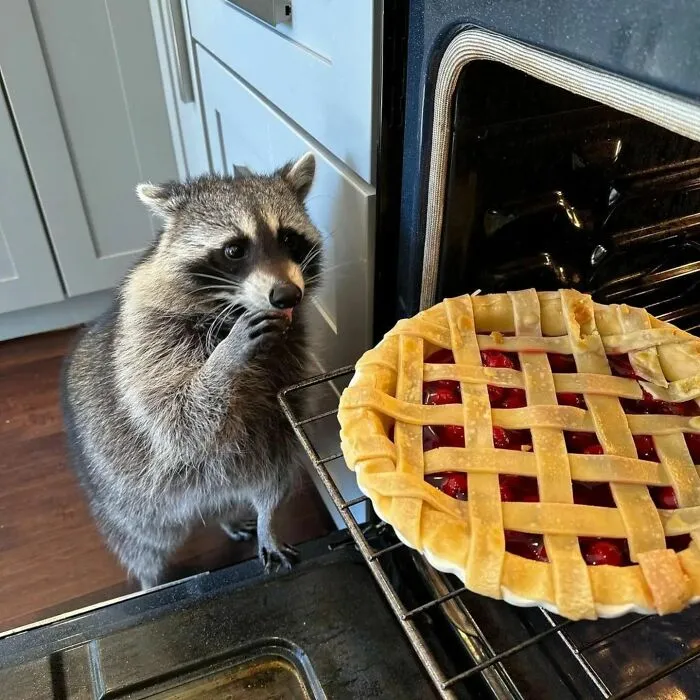 Folks Can’t Stop Giggling At These Random Pics Of Raccoons Enjoying Their Lives (35 Images)