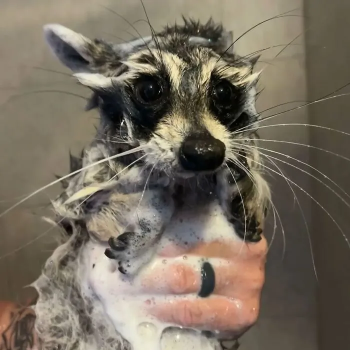Folks Can’t Stop Giggling At These Random Pics Of Raccoons Enjoying Their Lives (35 Images)