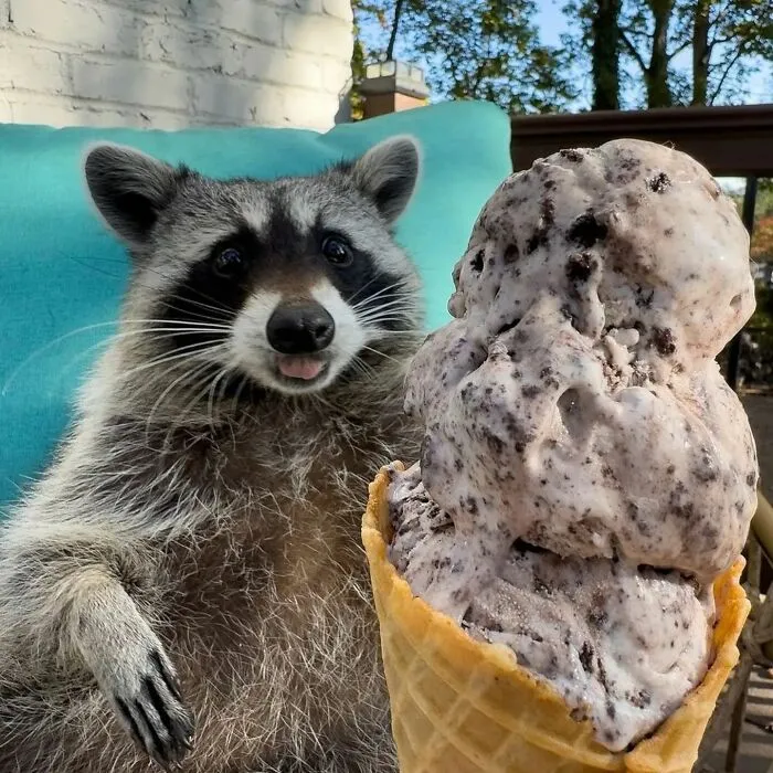 Folks Can’t Stop Giggling At These Random Pics Of Raccoons Enjoying Their Lives (35 Images)