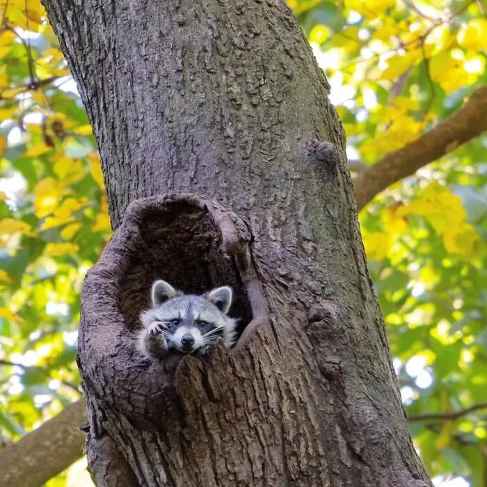 Folks Can’t Stop Giggling At These Random Pics Of Raccoons Enjoying Their Lives (35 Images)