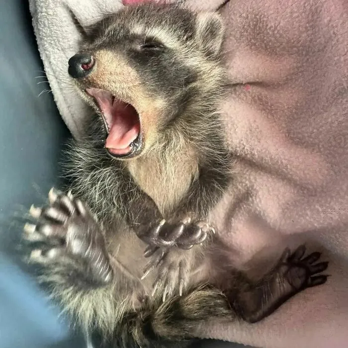 Folks Can’t Stop Giggling At These Random Pics Of Raccoons Enjoying Their Lives (35 Images)