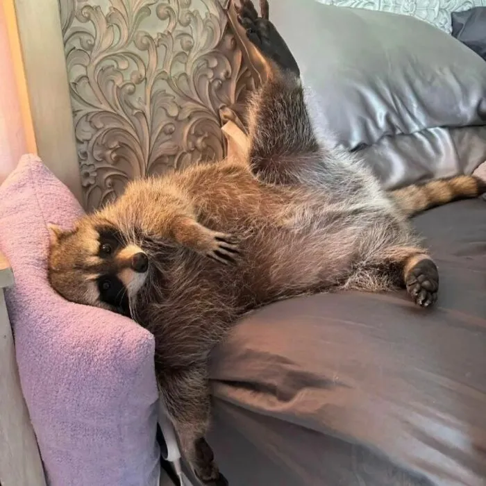 Folks Can’t Stop Giggling At These Random Pics Of Raccoons Enjoying Their Lives (35 Images)