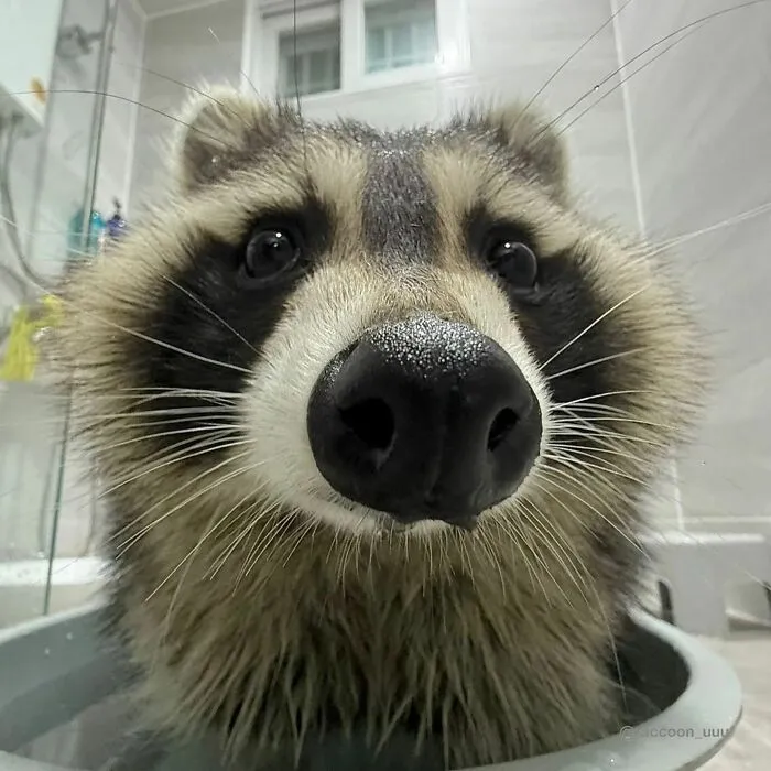 Folks Can’t Stop Giggling At These Random Pics Of Raccoons Enjoying Their Lives (35 Images)