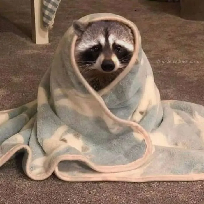 Folks Can’t Stop Giggling At These Random Pics Of Raccoons Enjoying Their Lives (35 Images)