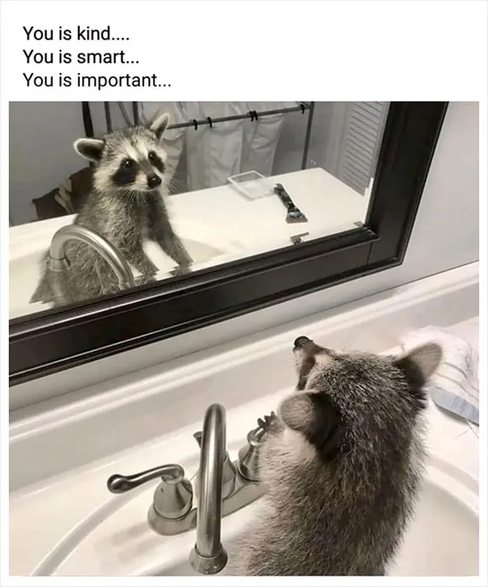 Folks Can’t Stop Giggling At These Random Pics Of Raccoons Enjoying Their Lives (35 Images)