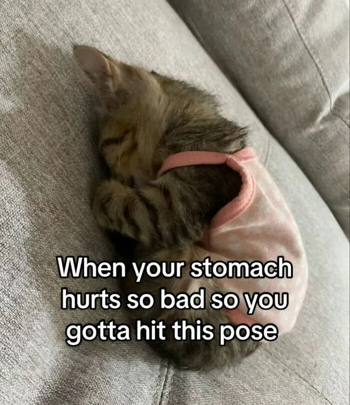 “Surviving On Caffeine And Rage”: 39 Funny Cat Memes That Are Instantly Relatable
