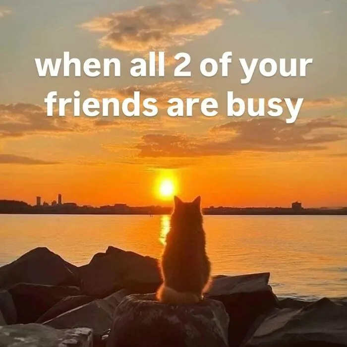 “Surviving On Caffeine And Rage”: 39 Funny Cat Memes That Are Instantly Relatable