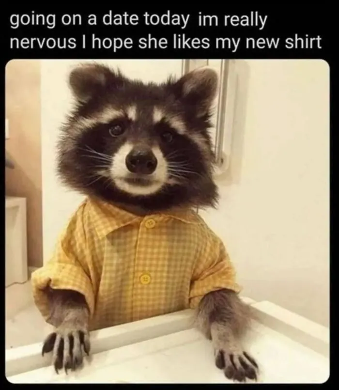 Folks Can’t Stop Giggling At These Random Pics Of Raccoons Enjoying Their Lives (35 Images)