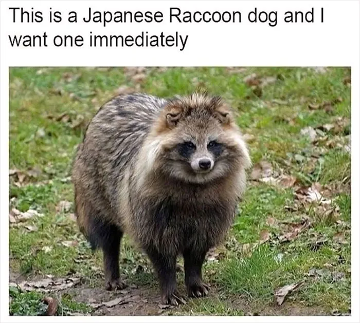 Folks Can’t Stop Giggling At These Random Pics Of Raccoons Enjoying Their Lives (35 Images)