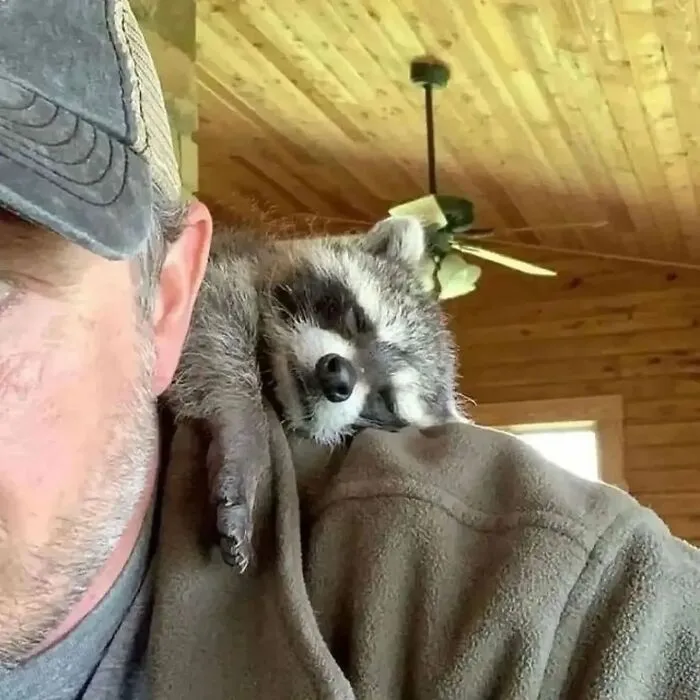 Folks Can’t Stop Giggling At These Random Pics Of Raccoons Enjoying Their Lives (35 Images)