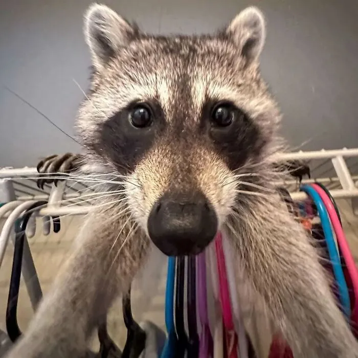 Folks Can’t Stop Giggling At These Random Pics Of Raccoons Enjoying Their Lives (35 Images)
