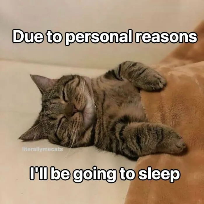 “Surviving On Caffeine And Rage”: 39 Funny Cat Memes That Are Instantly Relatable