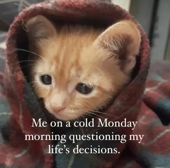 “Surviving On Caffeine And Rage”: 39 Funny Cat Memes That Are Instantly Relatable
