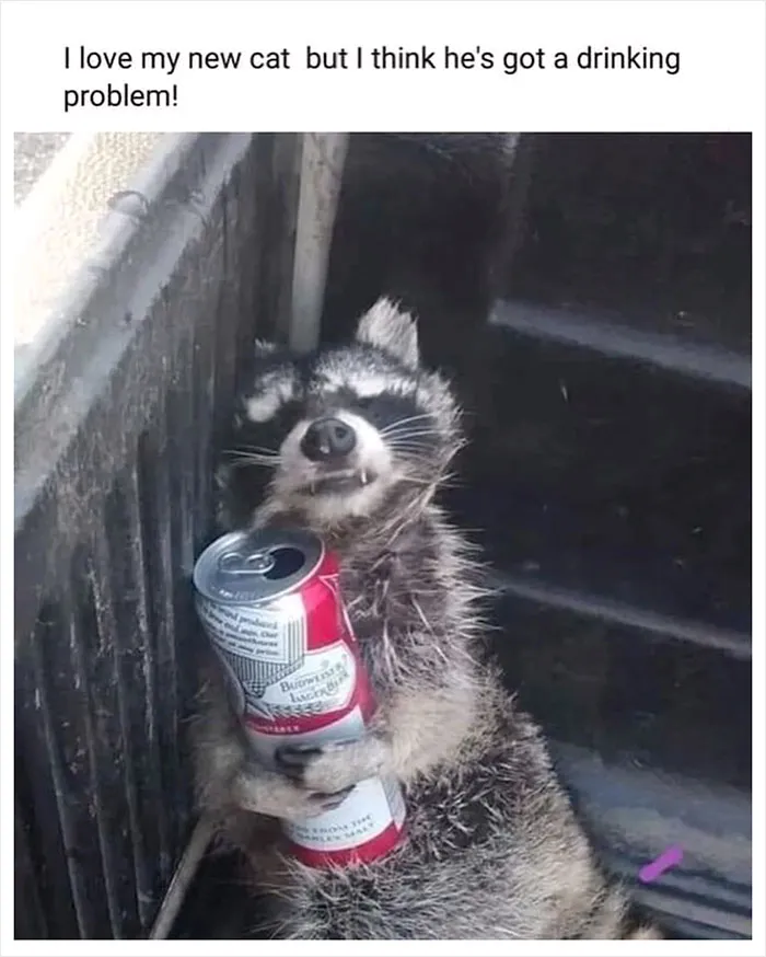 Folks Can’t Stop Giggling At These Random Pics Of Raccoons Enjoying Their Lives (35 Images)