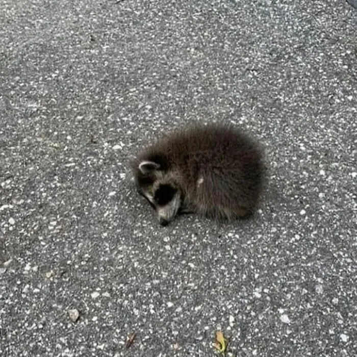Folks Can’t Stop Giggling At These Random Pics Of Raccoons Enjoying Their Lives (35 Images)