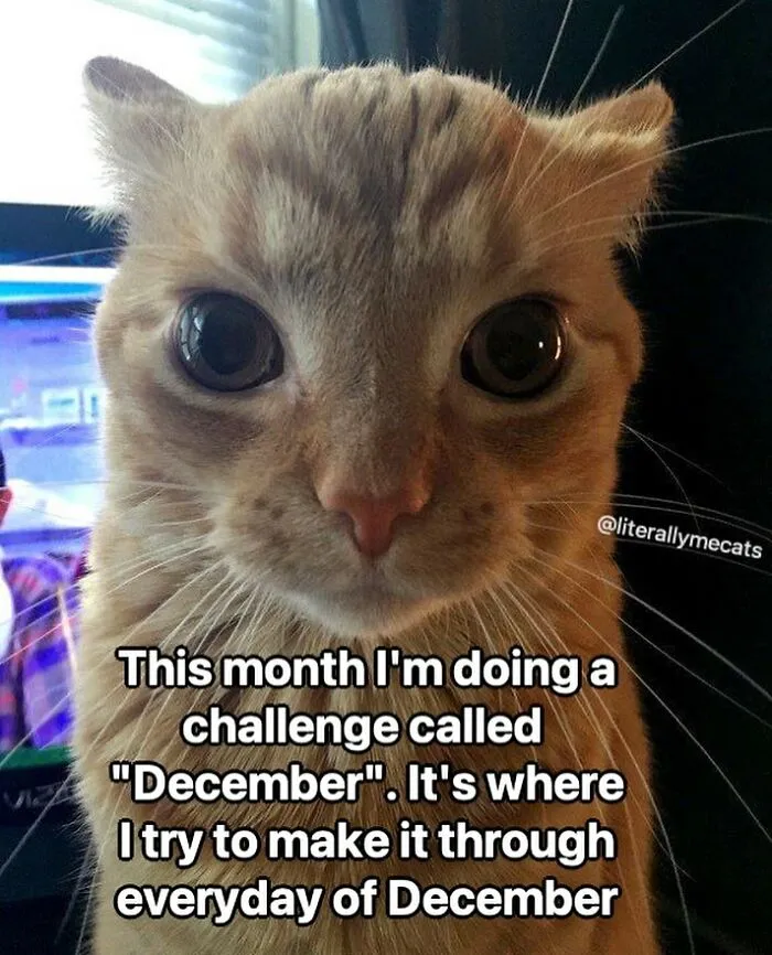 “Surviving On Caffeine And Rage”: 39 Funny Cat Memes That Are Instantly Relatable