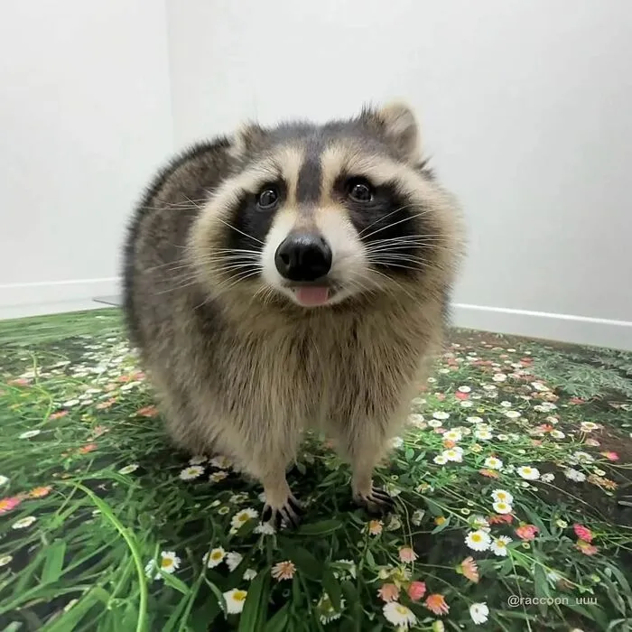 Folks Can’t Stop Giggling At These Random Pics Of Raccoons Enjoying Their Lives (35 Images)
