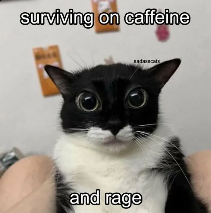 “Surviving On Caffeine And Rage”: 39 Funny Cat Memes That Are Instantly Relatable