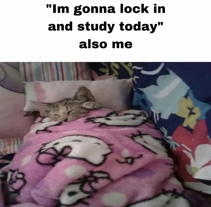 “Surviving On Caffeine And Rage”: 39 Funny Cat Memes That Are Instantly Relatable
