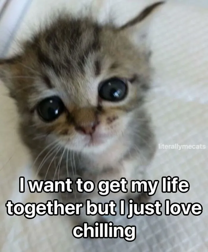 “Surviving On Caffeine And Rage”: 39 Funny Cat Memes That Are Instantly Relatable
