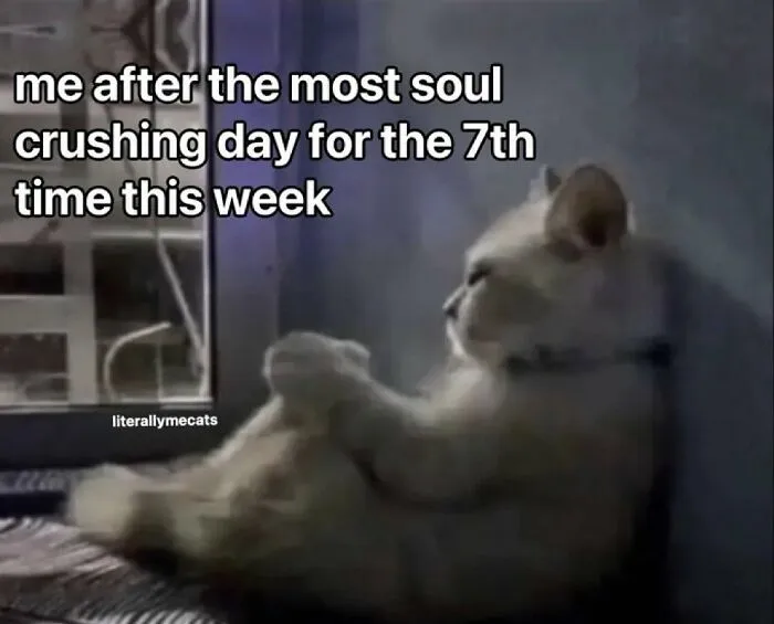 “Surviving On Caffeine And Rage”: 39 Funny Cat Memes That Are Instantly Relatable