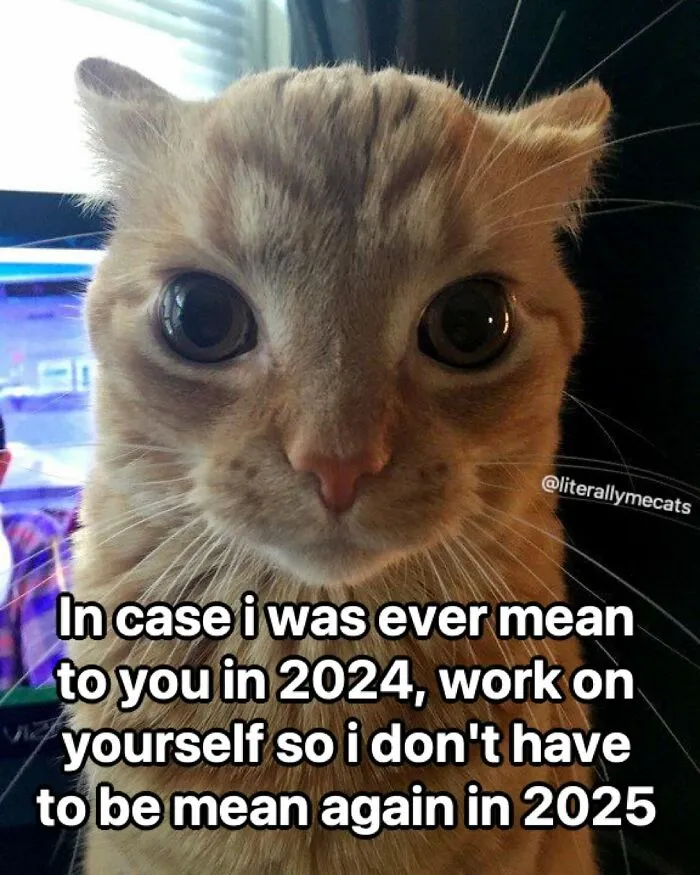 “Surviving On Caffeine And Rage”: 39 Funny Cat Memes That Are Instantly Relatable