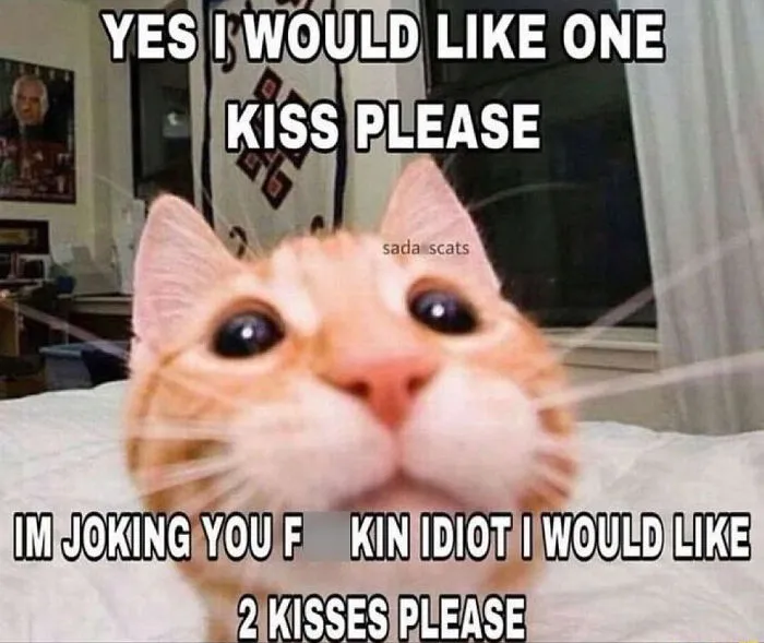 “Surviving On Caffeine And Rage”: 39 Funny Cat Memes That Are Instantly Relatable