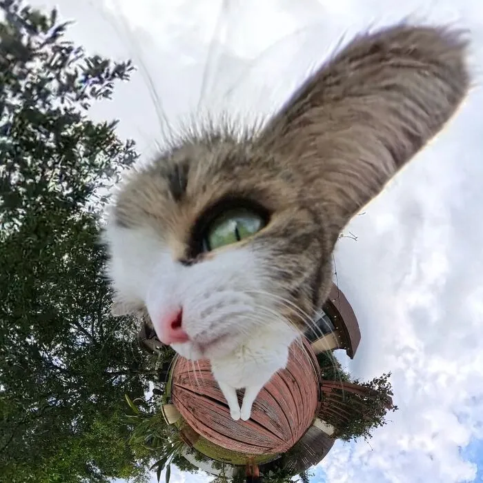 39 fotos graciosas de estos gatos que su dueño capturó con una cámara en 360º