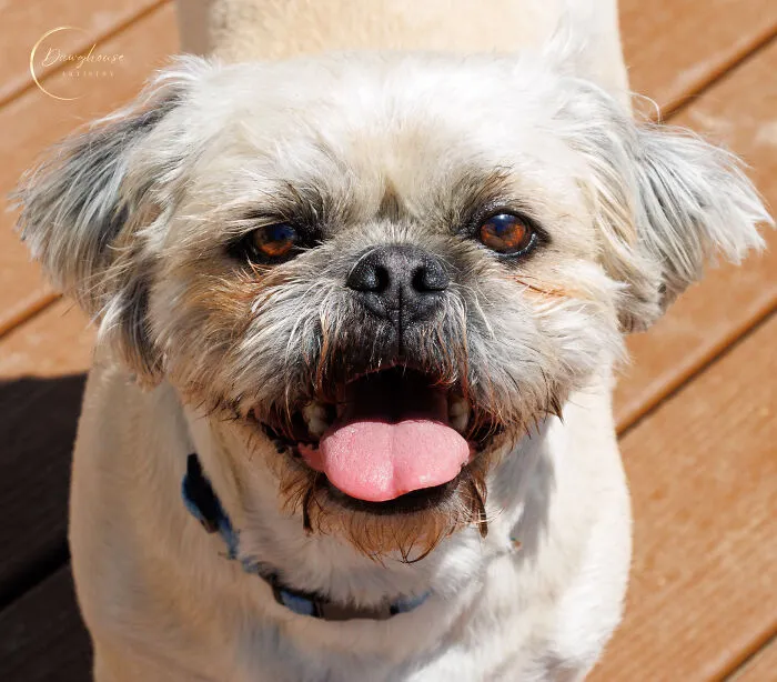 Pugsley
