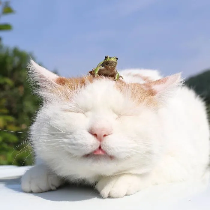 32 Ameowsing Pics Of Stuff On Cats That Might Make You An Instant Fan Of Felines